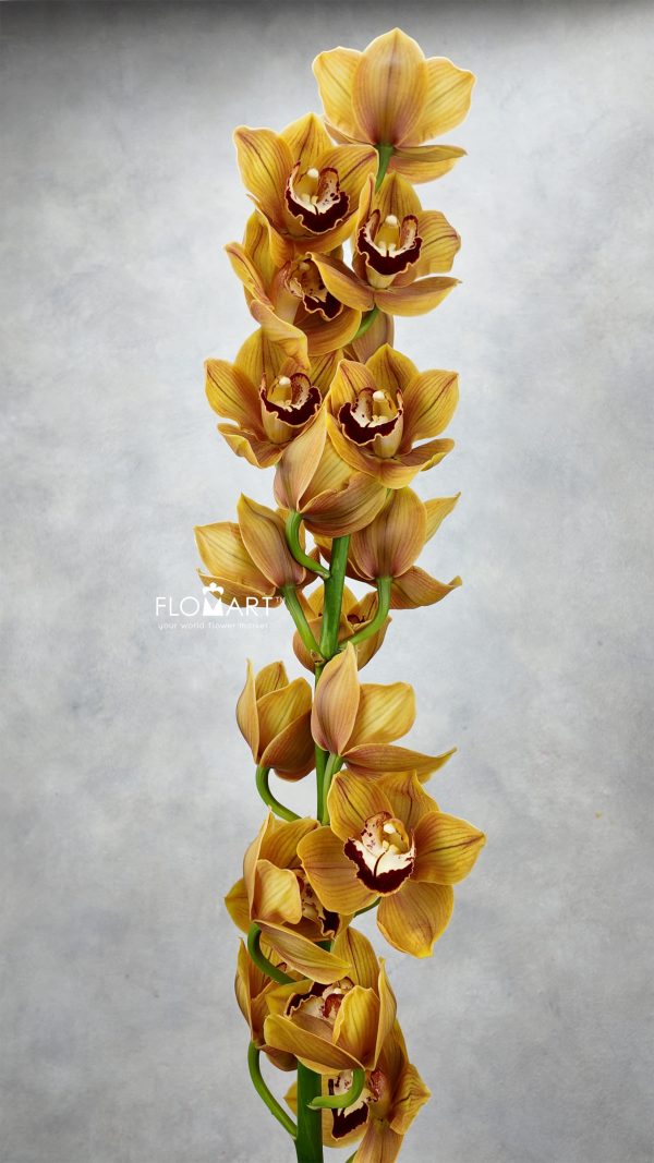 Cymbidium std Balou
