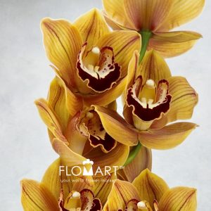 Cymbidium std Balou