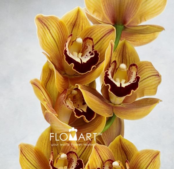 Cymbidium std Balou