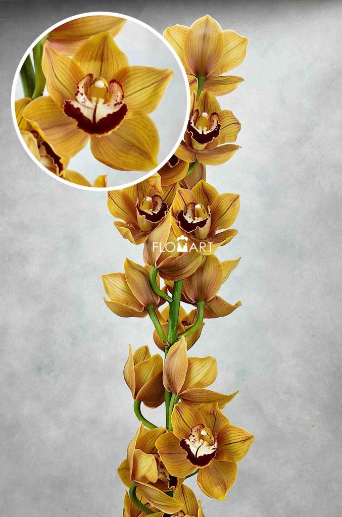 Cymbidium Std Balou