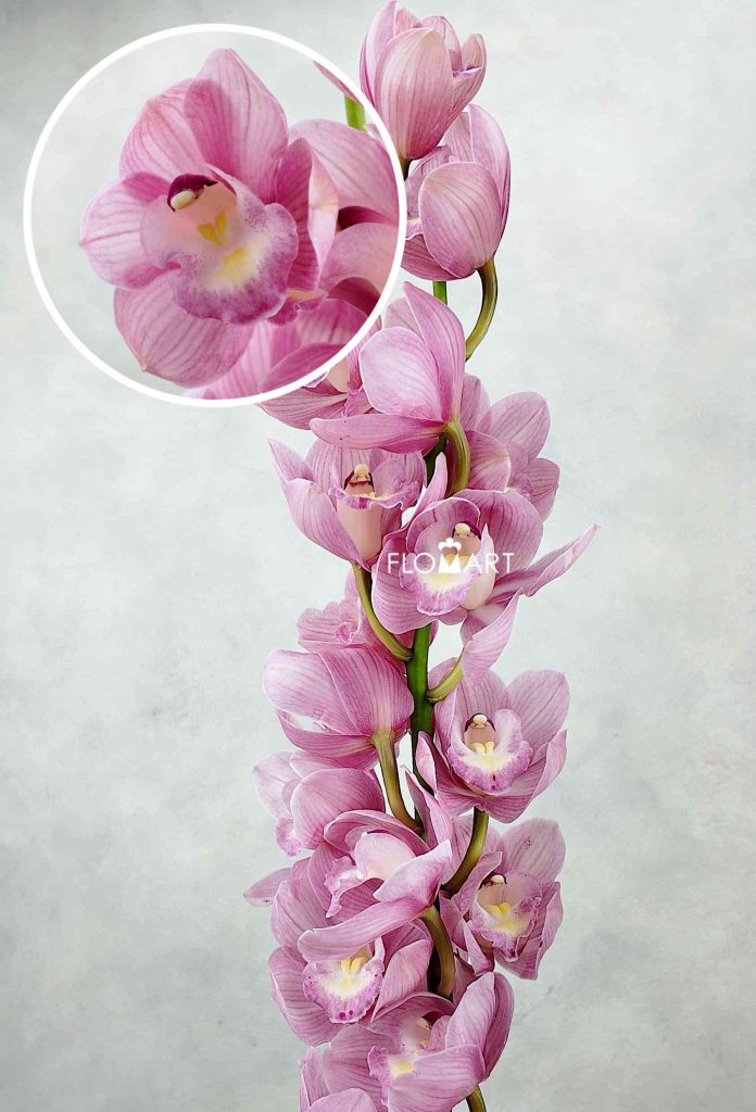 Cymbidium Std Bella Dona Rosanna