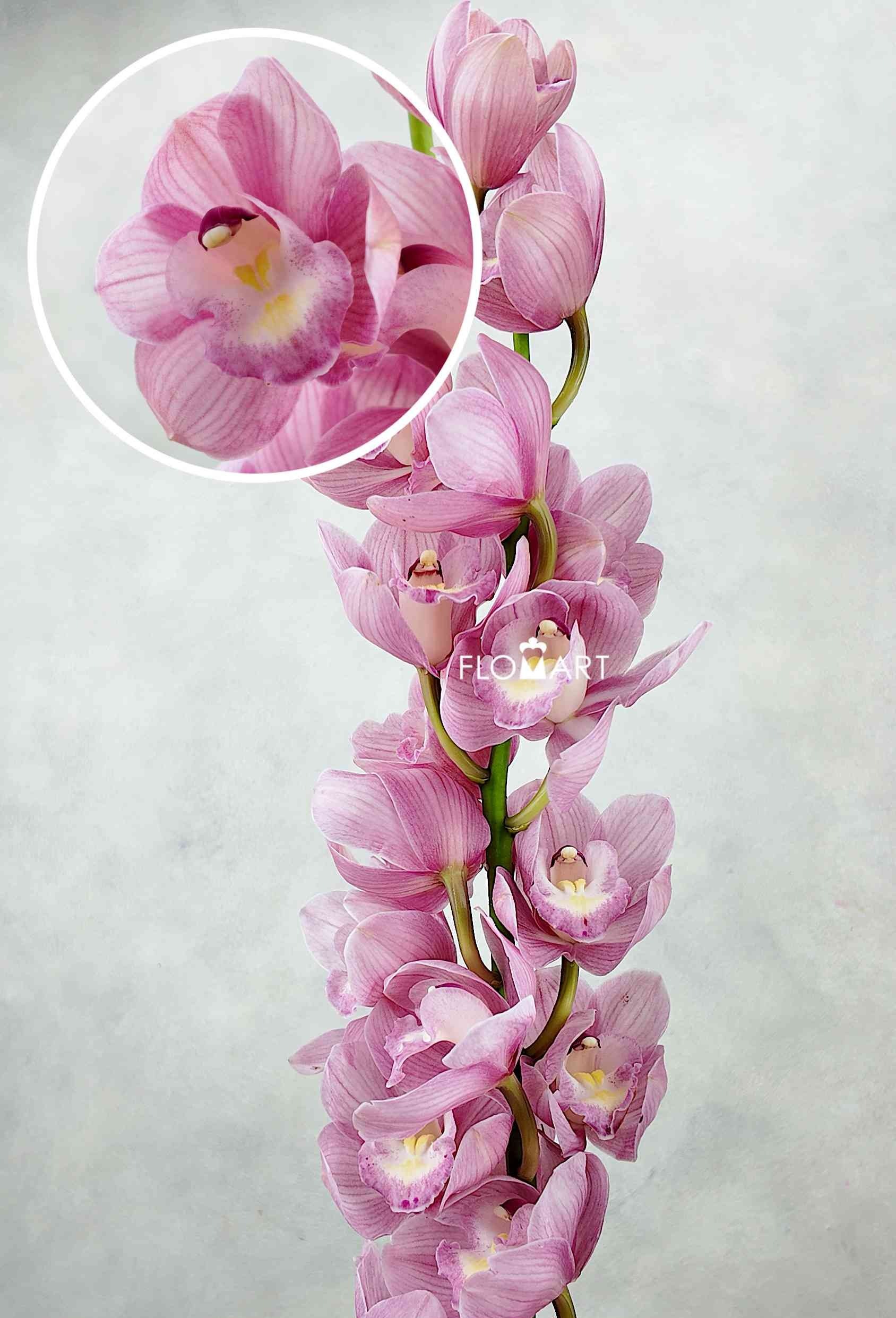Cymbidium Std Bella Dona Rosanna - Image 1