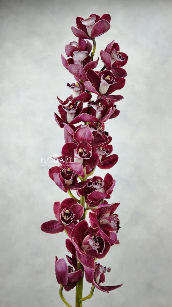 Cymbidium std Blazing Fury