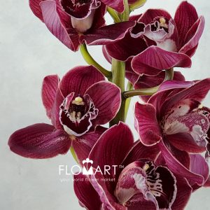 Cymbidium std Blazing Fury