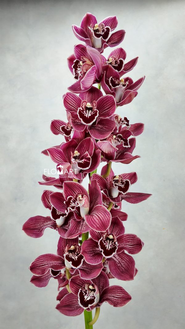 Cymbidium Std Blazing Khan Amaro