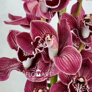 Cymbidium Std Blazing Khan Amaro - Image 2