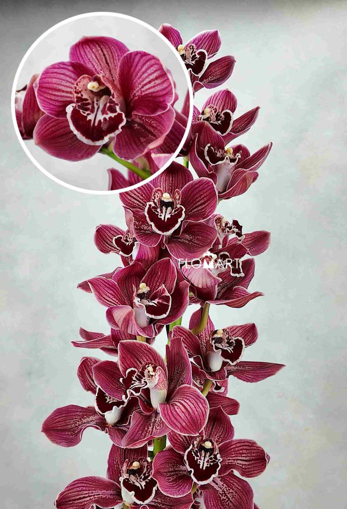 Cymbidium Std Blazing Khan Amaro