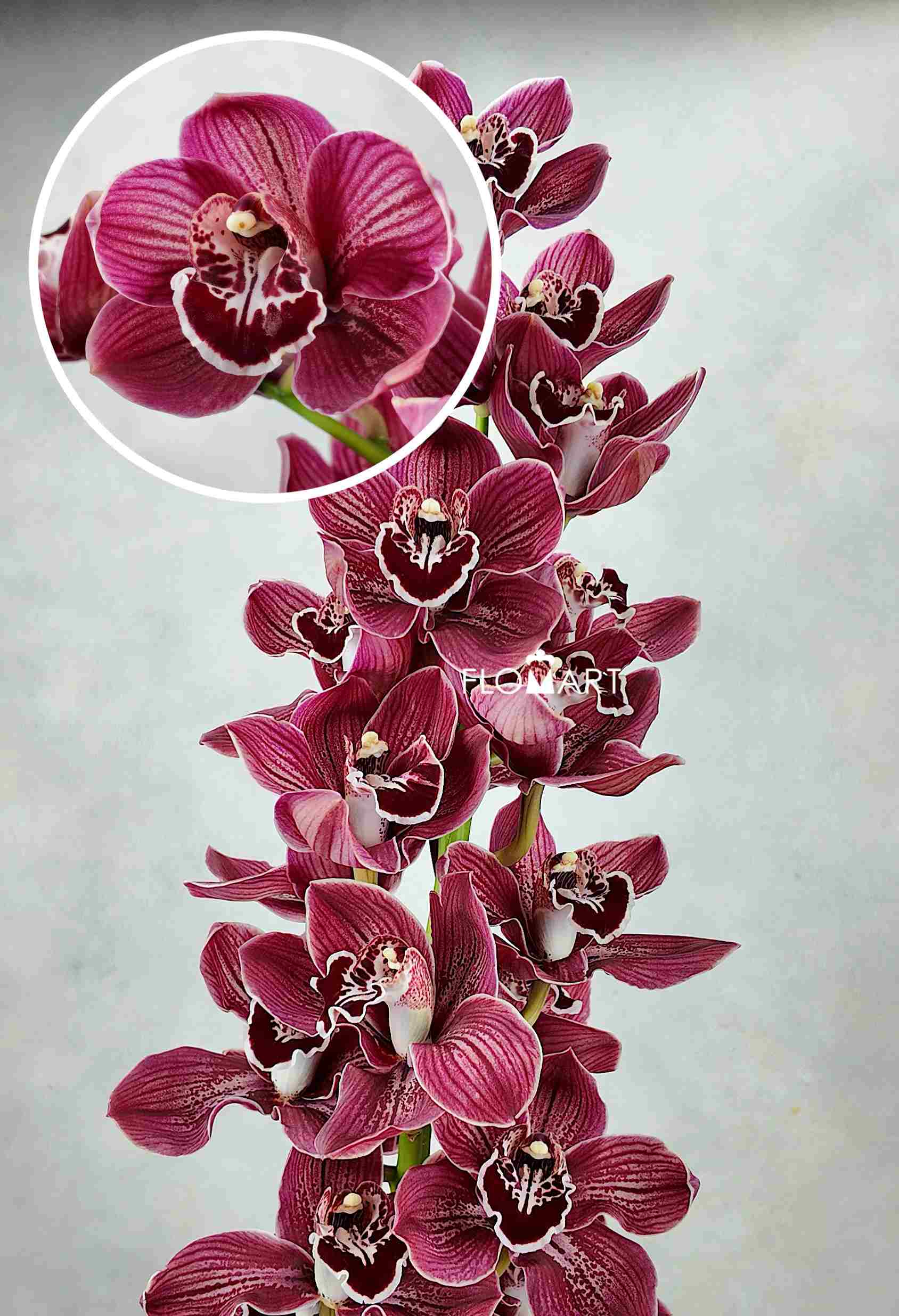 Cymbidium Std Blazing Khan Amaro - Image 1
