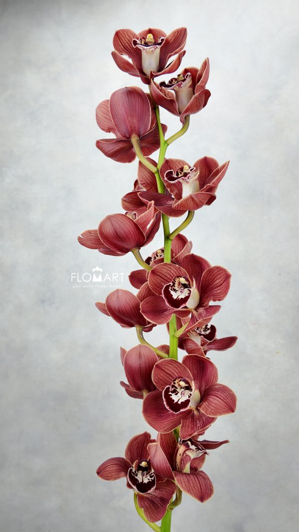 Cymbidium Std Blazing Marrone