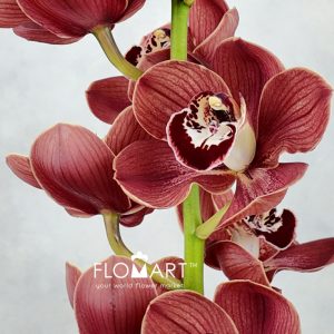 Cymbidium Std Blazing Marrone - Image 2