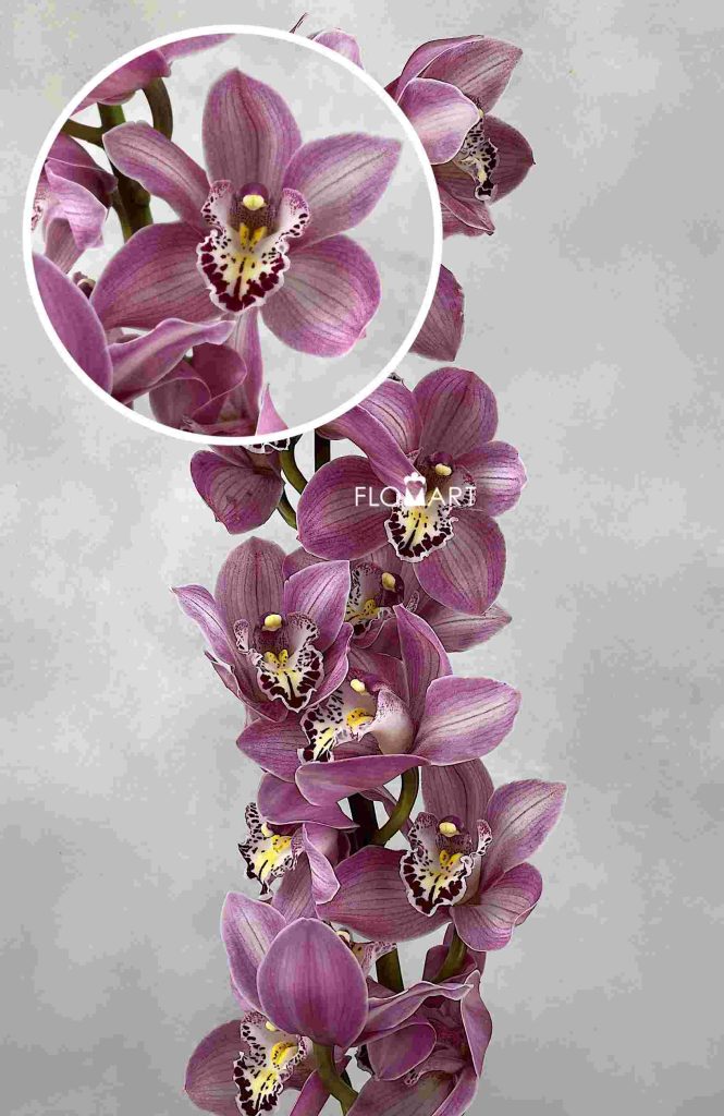 Cymbidium Std Candy