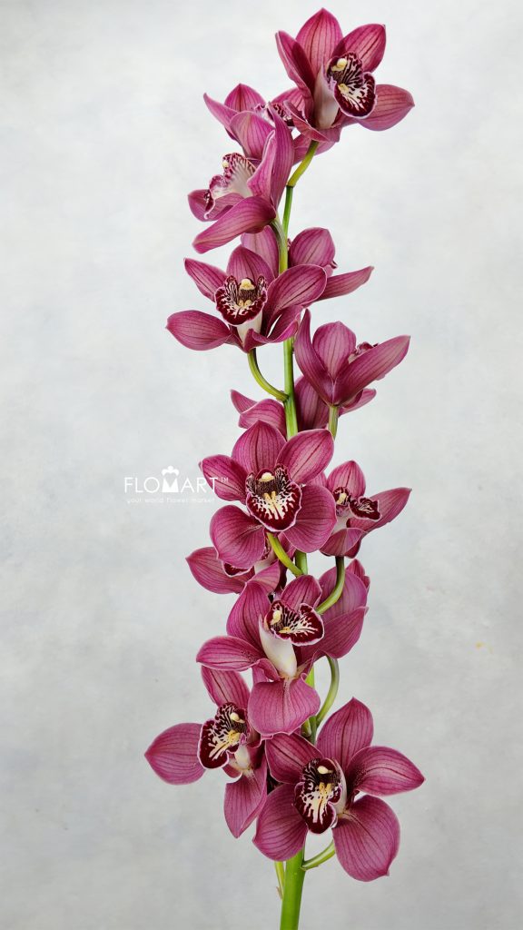 Cymbidium Std Cherry-o