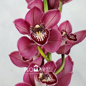 Cymbidium Std Cherry-o - Image 2