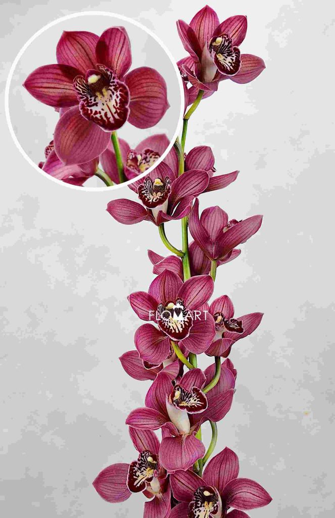 Cymbidium Std Cherry-o