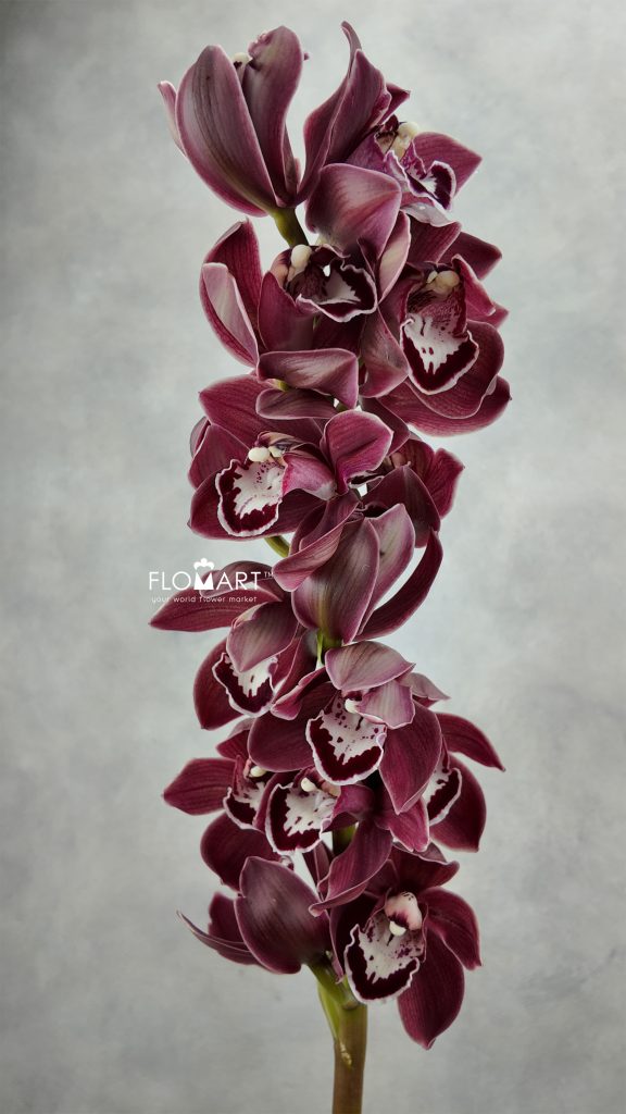Cymbidium Std Dark Lord