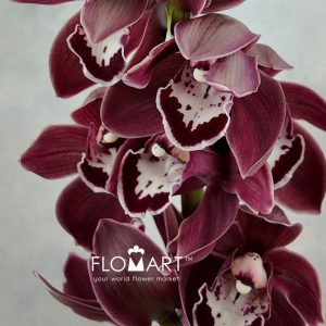Cymbidium Std Dark Lord - Image 2