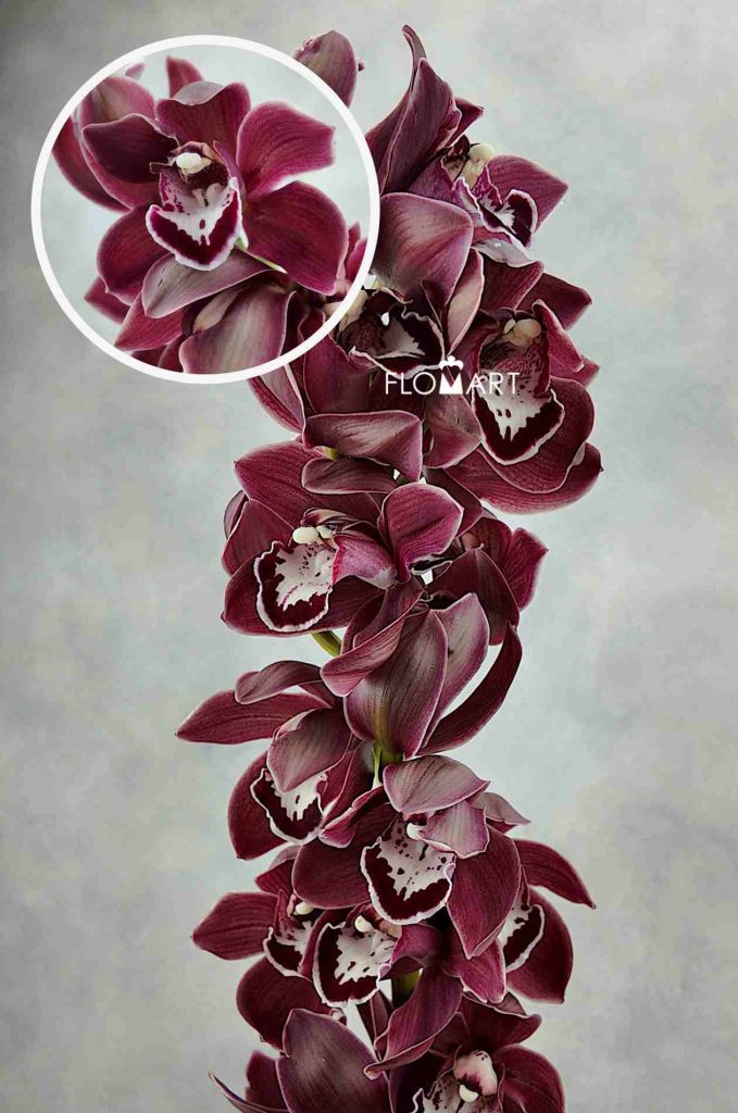 Cymbidium Std Dark Lord