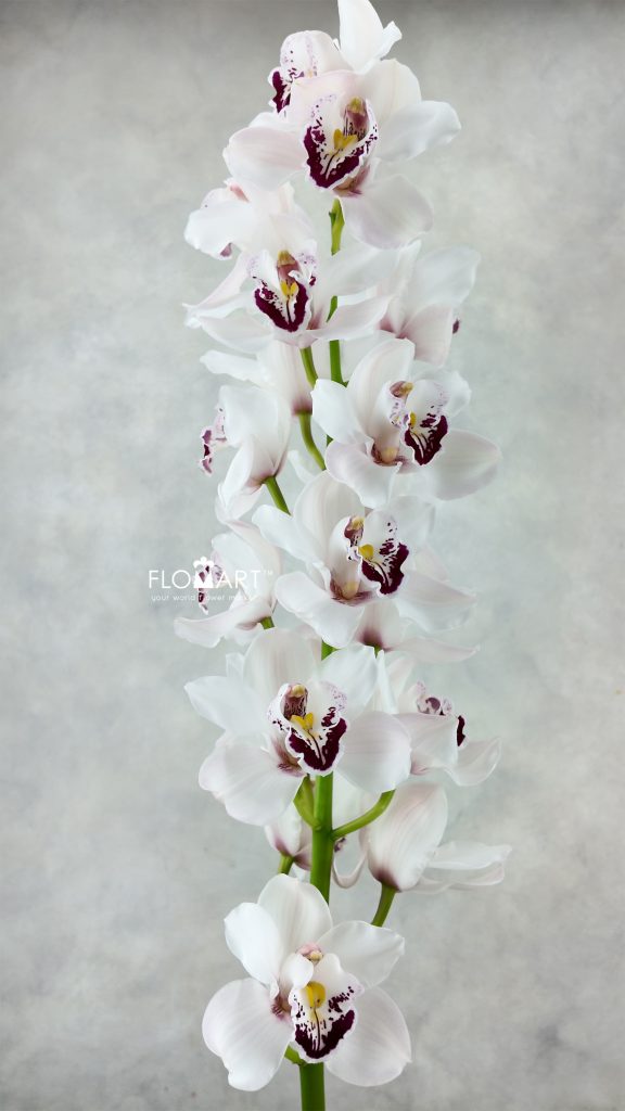 Cymbidium Std Doonie