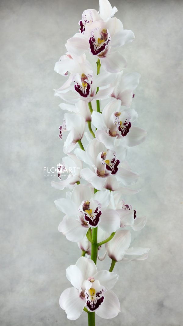 Cymbidium Std Doonie