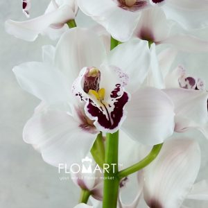 Cymbidium Std Doonie - Image 2