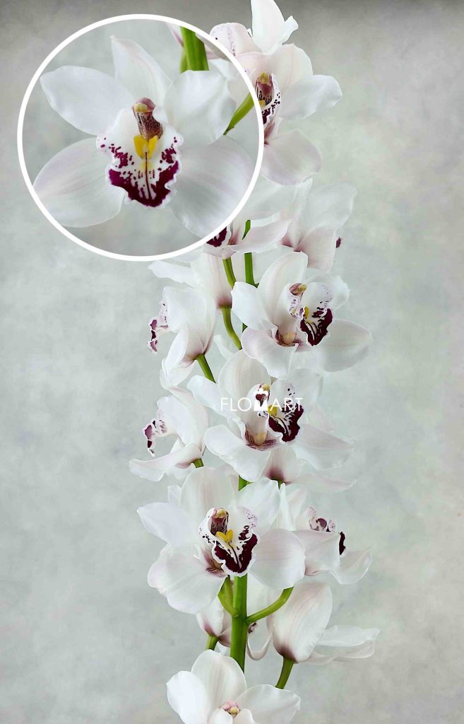Cymbidium Std Doonie