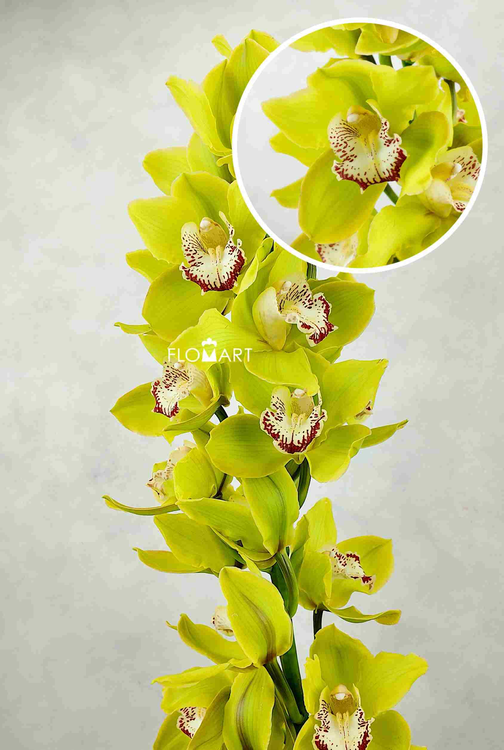 Cymbidium Std Green Unique Seena - Image 1