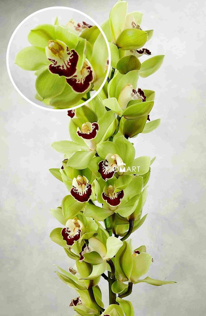 Cymbidium Std Green