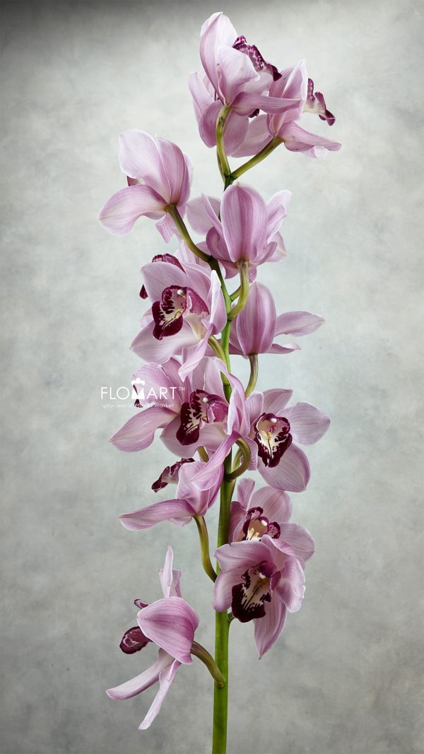 Cymbidium Std Hungarian Beauty Freeke