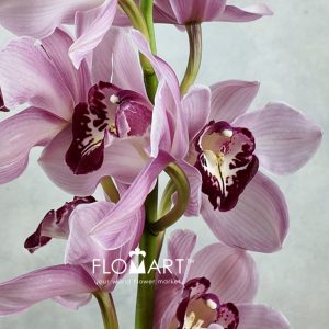 Cymbidium Std Hungarian Beauty Freeke - Image 2