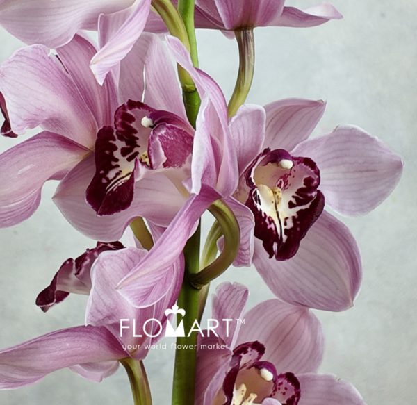 Cymbidium Std Hungarian Beauty Freeke