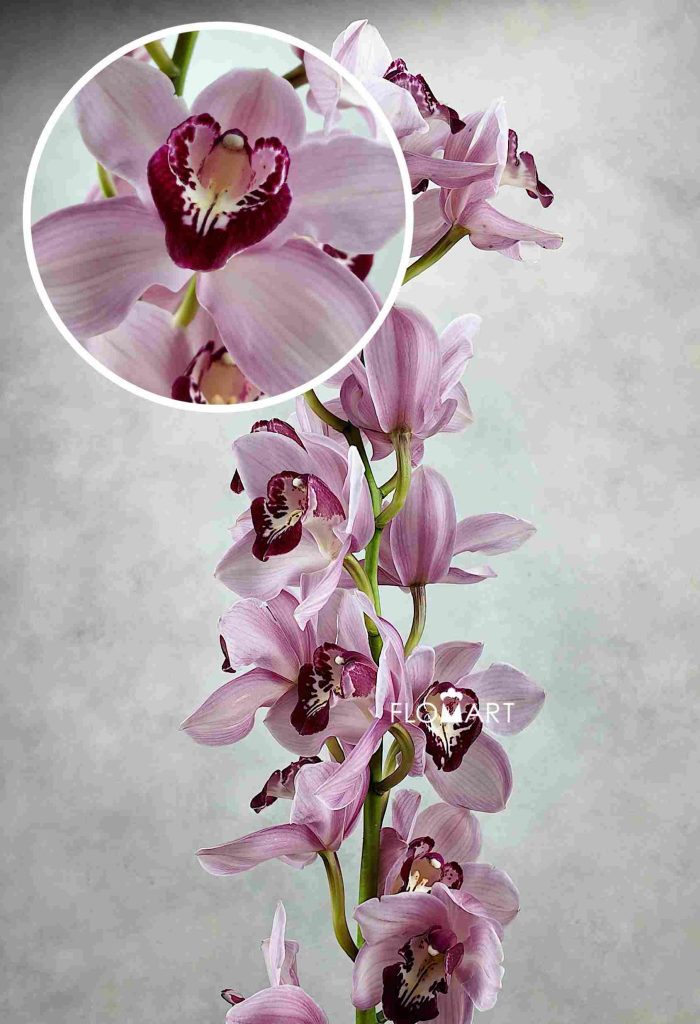 Cymbidium Std Hungarian Beauty Freeke