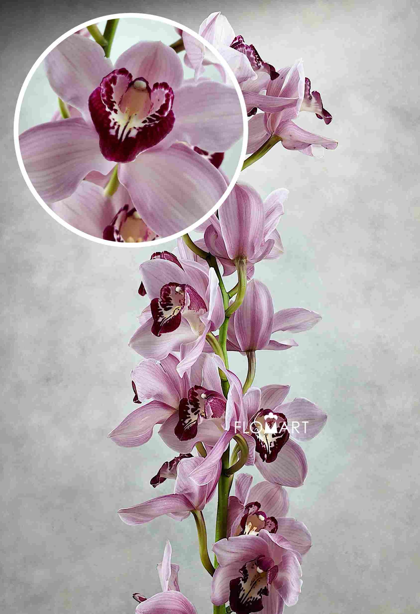 Cymbidium Std Hungarian Beauty Freeke - Image 1