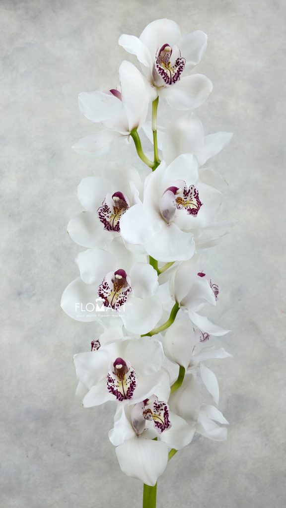 Cymbidium Std Kilimanjaro