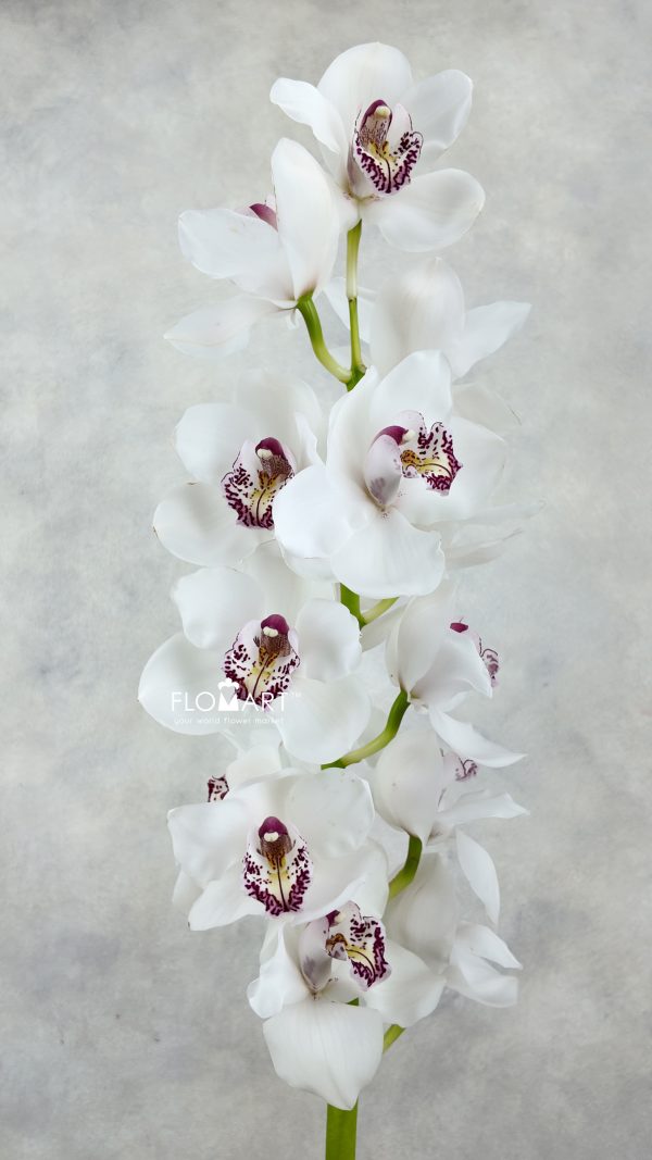 Cymbidium std Kilimanjaro Cymbidium Std Kilimanjaro