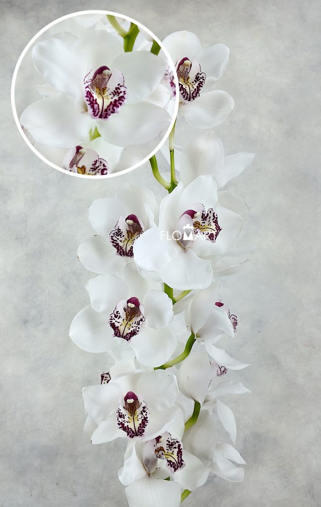 Cymbidium Std Kilimanjaro