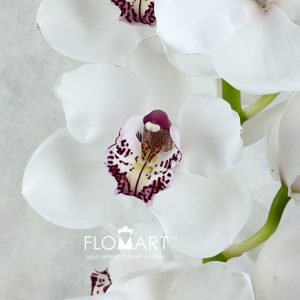 Cymbidium Std Kilimanjaro - Image 2