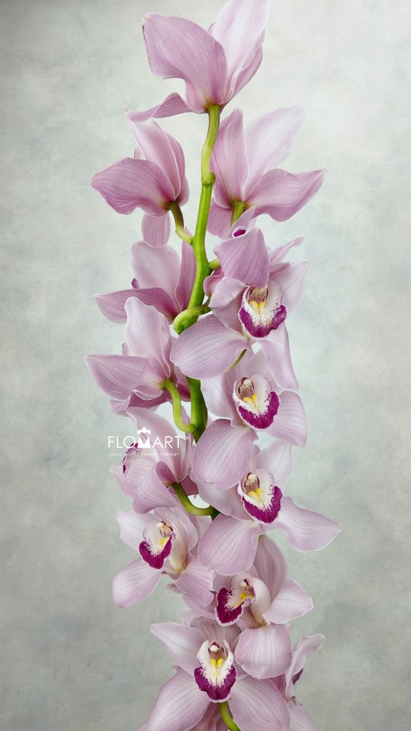 Cymbidium Std Lake Rosa