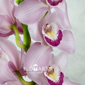 Cymbidium Std Lake Rosa - Image 2