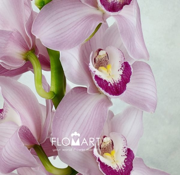 Cymbidium Std Lake Rosa