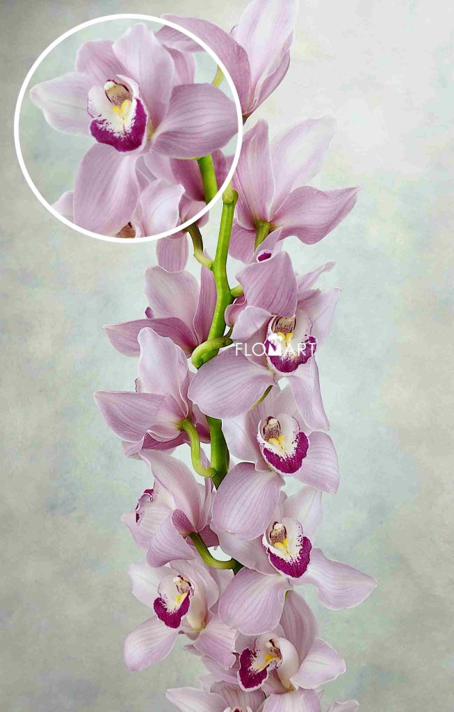 Cymbidium Std Lake Rosa