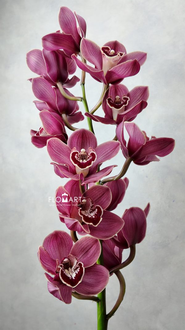 Cymbidium Std Lucifer
