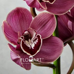Cymbidium Std Lucifer - Image 2