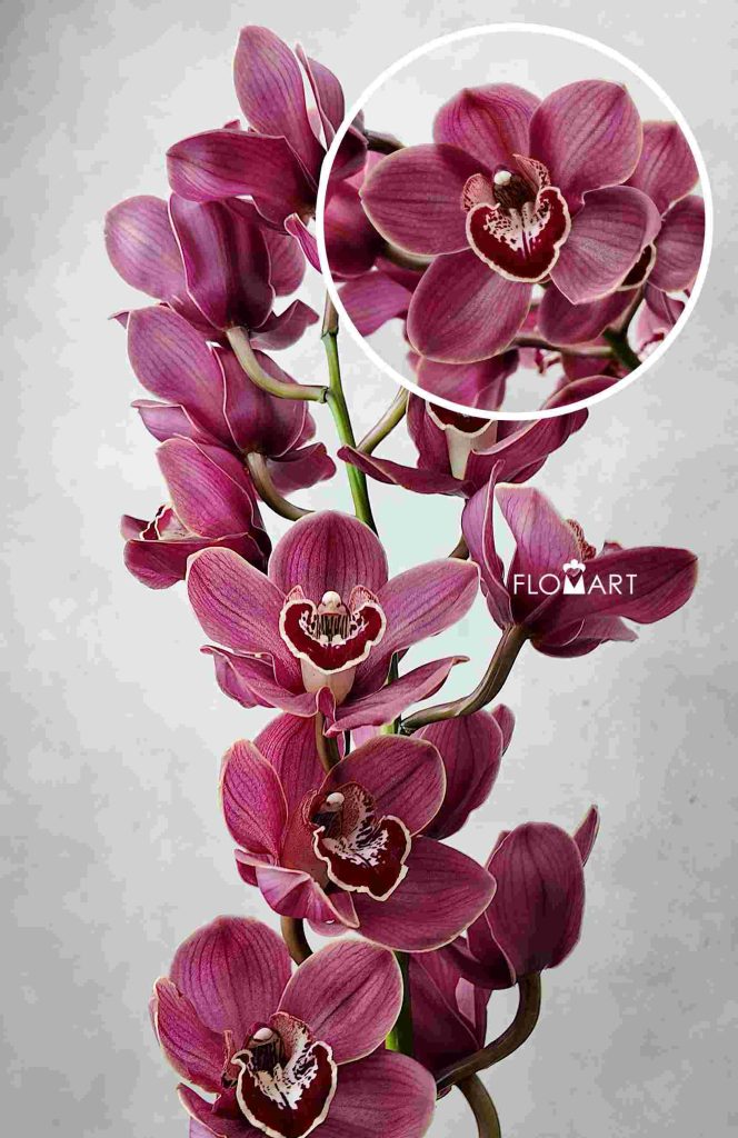 Cymbidium Std Lucifer