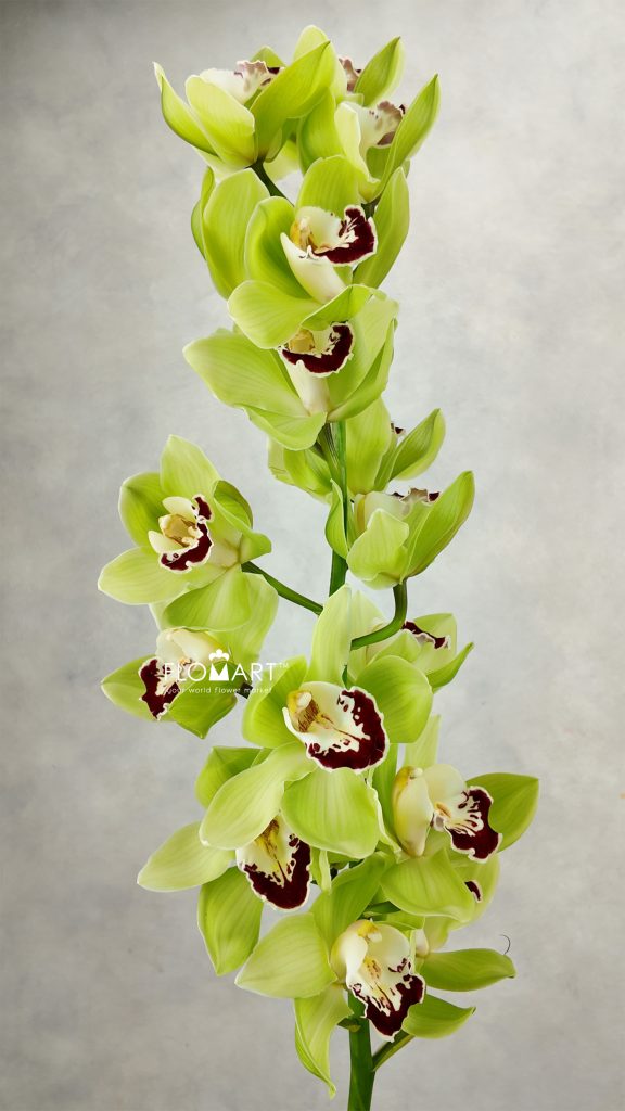 Cymbidium Std Machteld