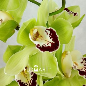 Cymbidium Std Machteld - Image 2