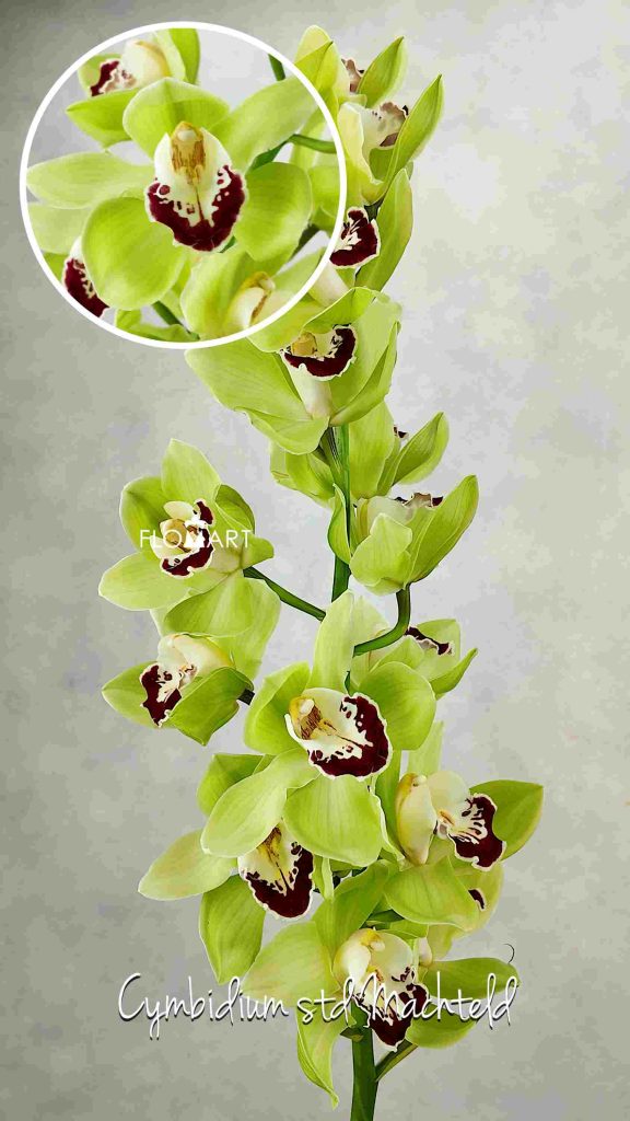 Cymbidium Std Machteld
