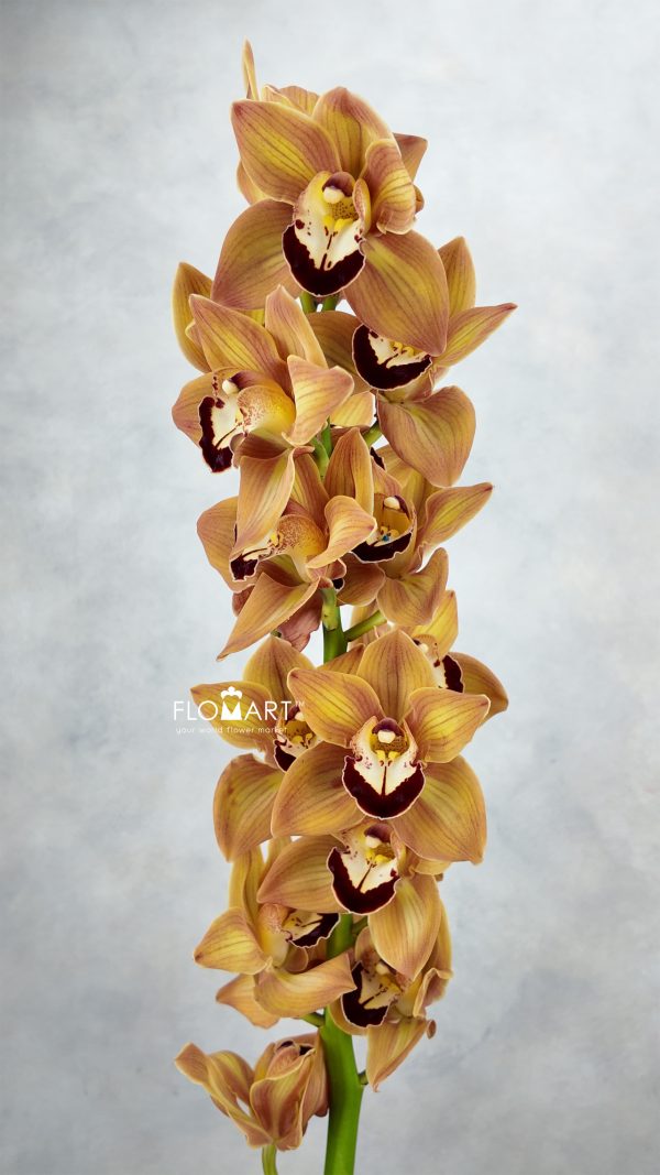 Cymbidium Std Manon