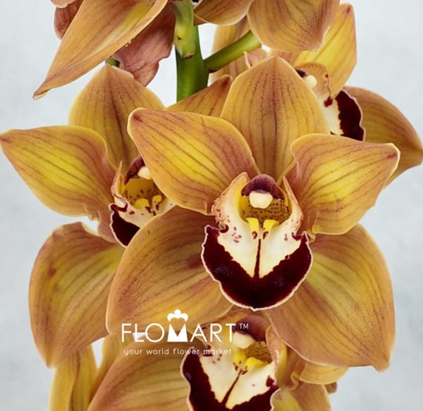 Cymbidium Std Manon