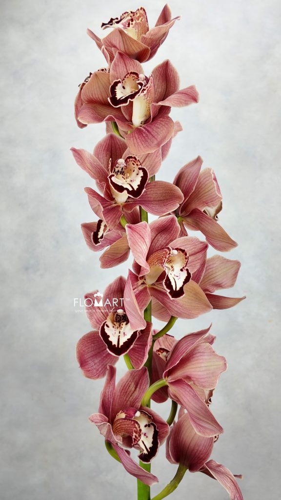 Cymbidium Std Masala