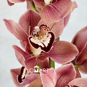 Cymbidium Std Masala - Image 2